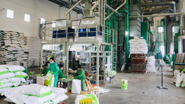 Sẵn sàng nguồn giống lúa chất lượng cung ứng cho sản xuất vụ xuân