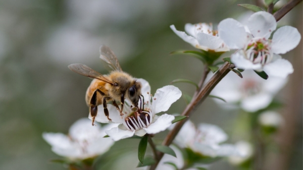Úc ủng hộ phán quyết của Anh về thương hiệu 'mật ong Manuka'