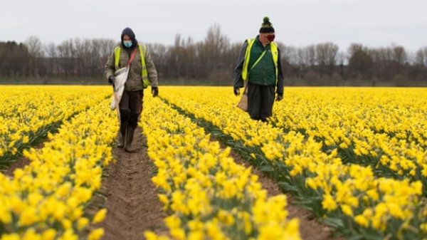 Anh: Ngành công nghiệp trồng hoa thủy tiên vàng có nguy cơ sụp đổ