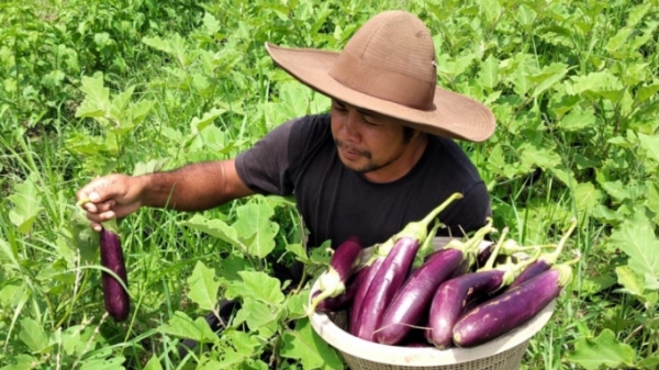 Bali, Indonesia: Ngành du lịch sụp đổ, giới trẻ chuyển hướng làm nông