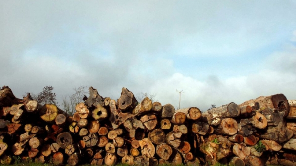 Brazil phanh phui hàng trăm công ty khai thác gỗ rừng Amazon bất hợp pháp