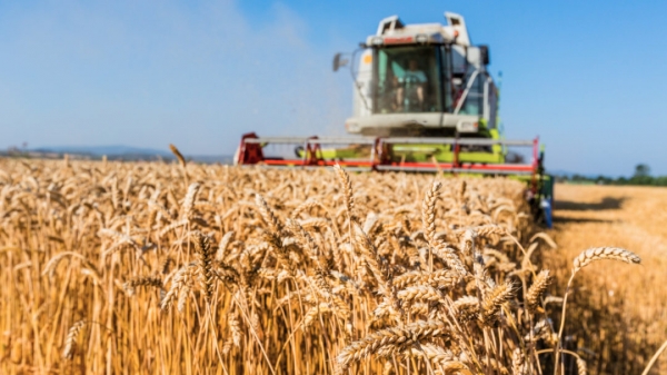 Giá lúa mì Canada sẽ tăng cao trong năm 2022?