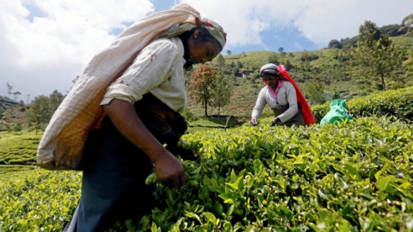 Sri Lanka dùng trà để trả nợ dầu cho Iran