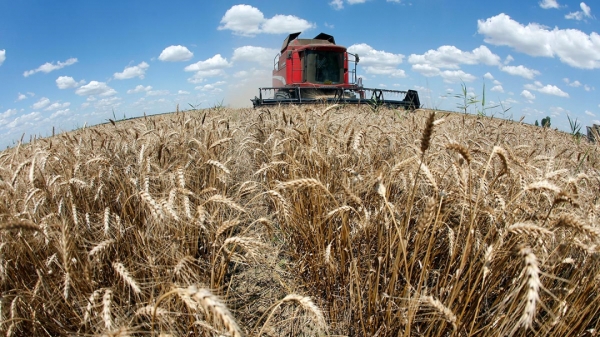 Giá lúa mì khu vực Biển Đen có xu hướng tăng trong năm 2022
