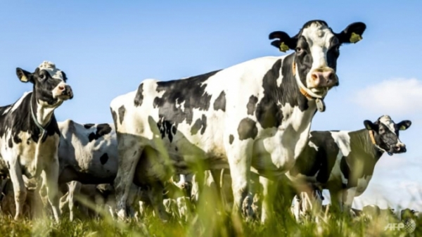 Chính phủ Hà Lan gửi tối hậu thư cho người chăn nuôi gia súc