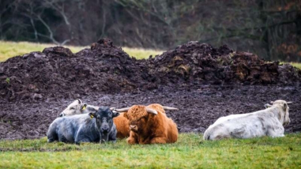 Giống bò xanh độc nhất vô nhị của Latvia thoát nạn tuyệt chủng