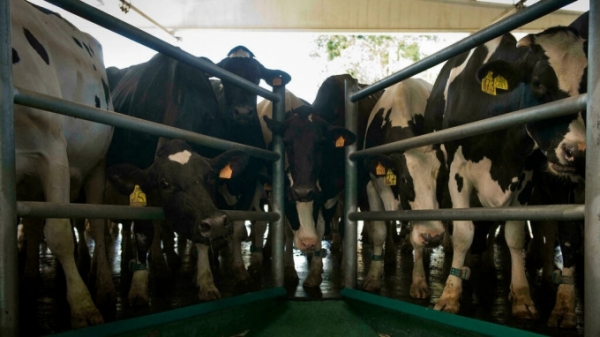 Tây Ban Nha: Lĩnh vực chăn nuôi gây chia rẽ liên minh cầm quyền