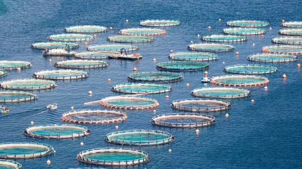 Chile: Cuộc bỏ phiếu đóng cửa 400 trang trại cá hồi tạm hoãn