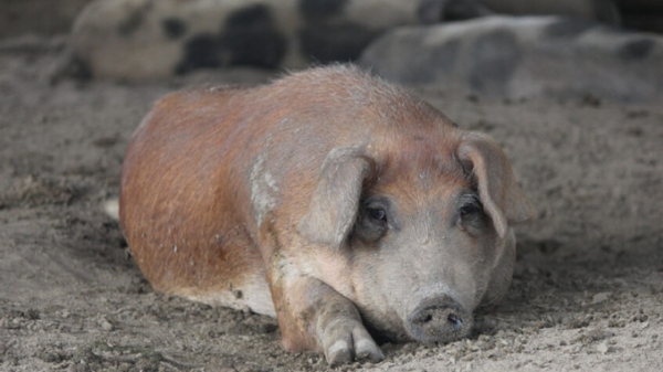 Trung Quốc: Bài học kinh nghiệm sau 4 năm dịch tả lợn châu Phi bùng phát