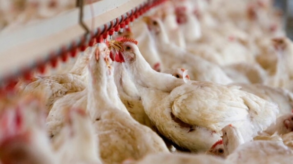 Độc quyền khiến tình trạng khan hiếm thịt gà tại Úc ngày càng trầm trọng?