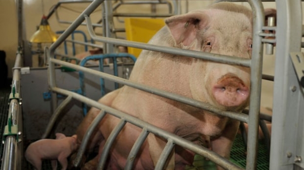 California, Mỹ: Luật phúc lợi động vật chưa ảnh hưởng tới cung ứng thịt lợn