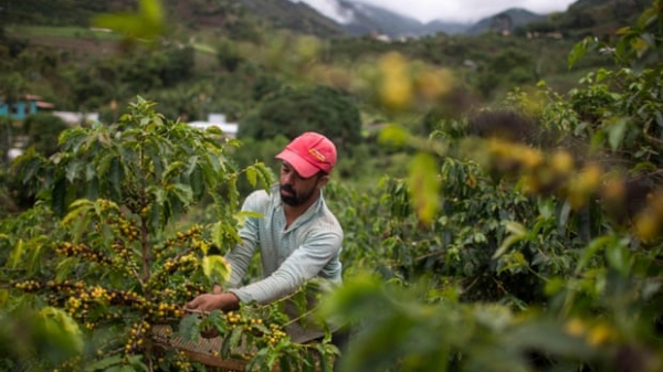 Trái đất nóng lên đe dọa các khu vực trồng cà phê, hạt điều và bơ