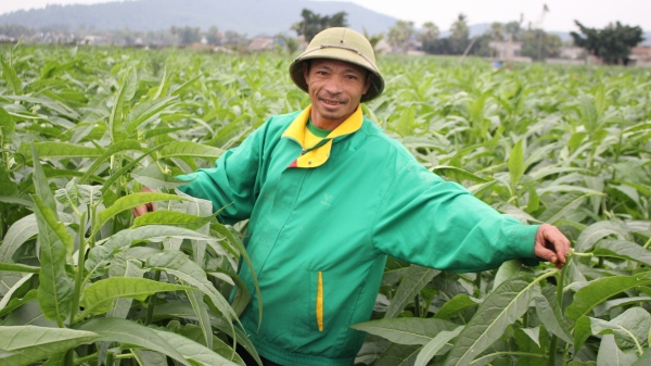 Thanh Hóa: Người trồng thuốc lào sẵn sàng cho vụ thu hoạch lớn nhất trong năm