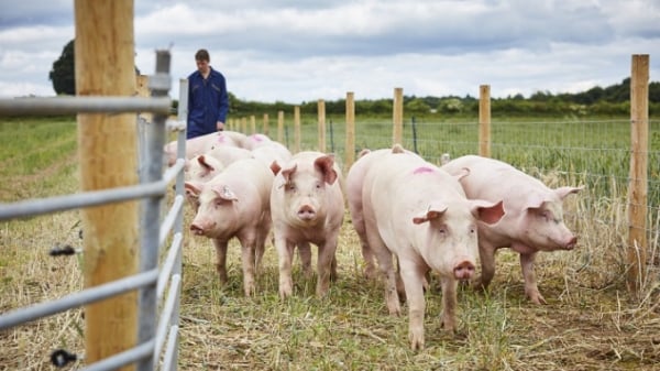 Vương quốc Anh còn tồn 200.000 con lợn không thể đem giết mổ