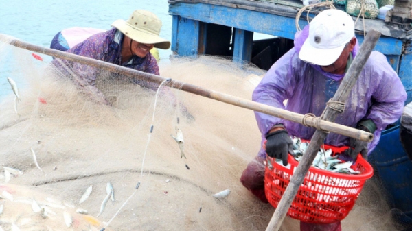 Ngư dân Quảng Nam được mùa cá trích