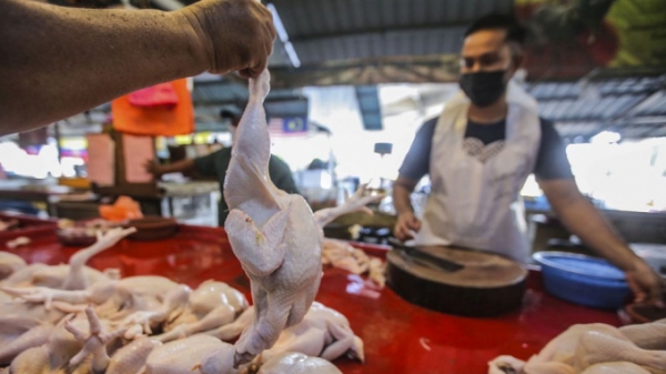 Malaysia: Người nuôi dùng côn trùng, bột sắn để giảm giá thức ăn cho gà