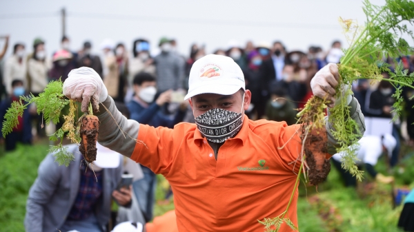 Lễ hội thu hoạch cà rốt của Hải Dương hấp dẫn người nước ngoài