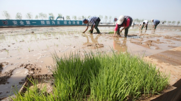 Quốc gia 1,4 tỷ dân phát triển 'lúa nước mặn' đảm bảo an ninh lương thực