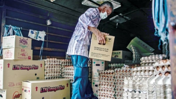 Malaysia loay hoay tìm giải pháp ổn định ngành nuôi gia cầm