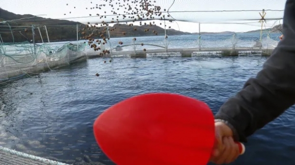 Cá hồi bị 'buộc tội' gây mất cân bằng hệ thống thủy sản