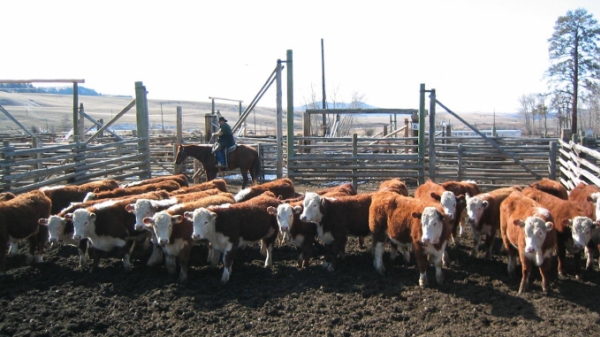 Ngành công nghiệp thịt bò Mỹ 'thở phào' nhờ cam kết của Biden