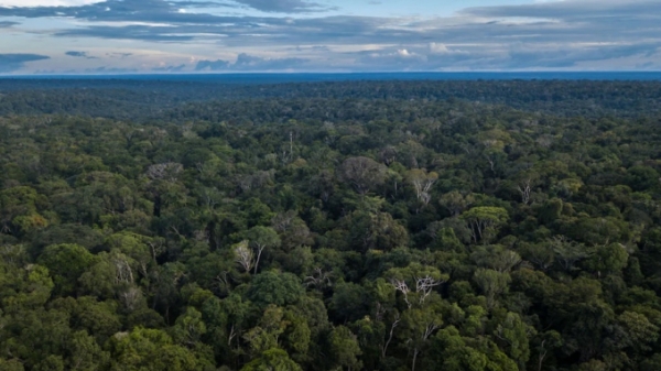 Những rừng mưa lớn nhất thế giới