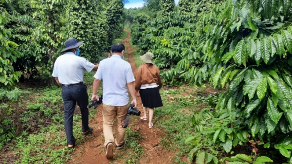 Xây dựng chuỗi giá trị cà phê đặc sản tại VnSAT Đắk Nông