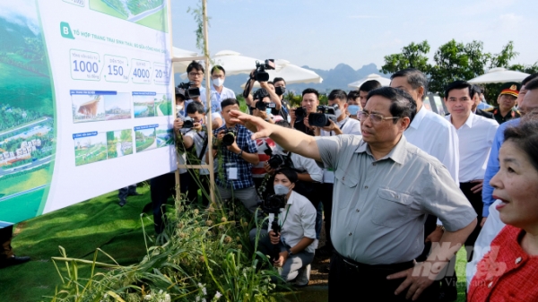 Sơn La: Khởi công dự án 'Thiên đường' cho 4.000 con bò sữa