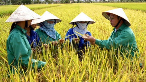 ThaiBinh Seed tiên phong đồng hành cùng 'người nông dân mới'
