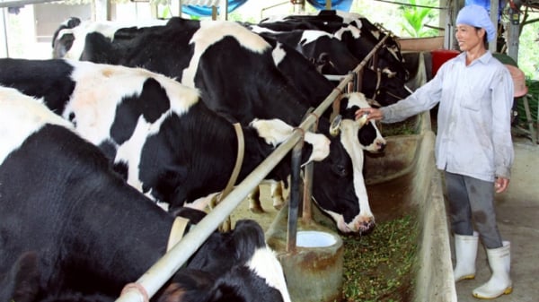 Tuyển chọn giống bò cho năng suất từ 18 kg sữa tươi/ngày