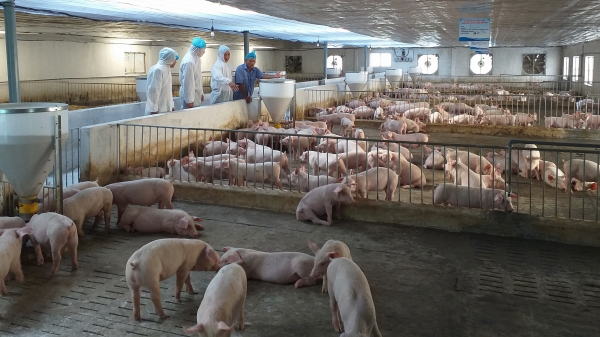 Chăn nuôi an toàn sinh học giảm thiểu nguy cơ dịch tả lợn châu Phi