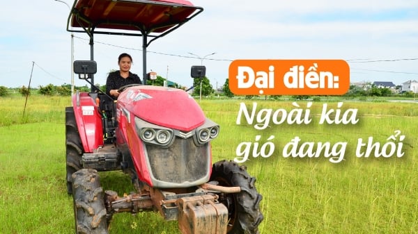 [Bài 2] Người nông dân đi giày cao gót, cấy 100 ha lúa ở Thái Bình
