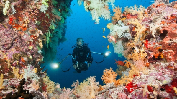 Bảo tồn hệ sinh thái san hô - ‘rừng mưa nhiệt đới dưới biển’