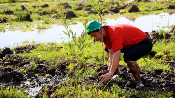 Phục hồi 17 ha rừng tràm ở Láng Sen: Doanh nghiệp chung tay bảo vệ môi trường