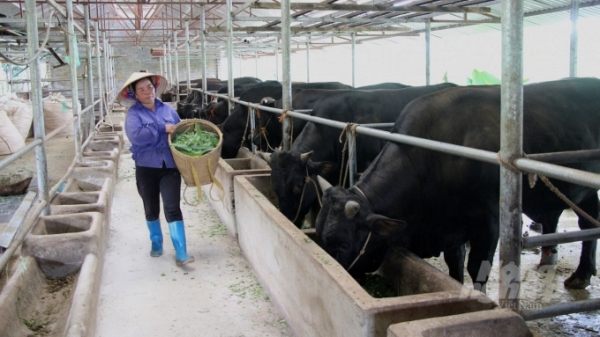 Cao Bằng kiến nghị xuất khẩu trâu, bò chính ngạch sang Trung Quốc
