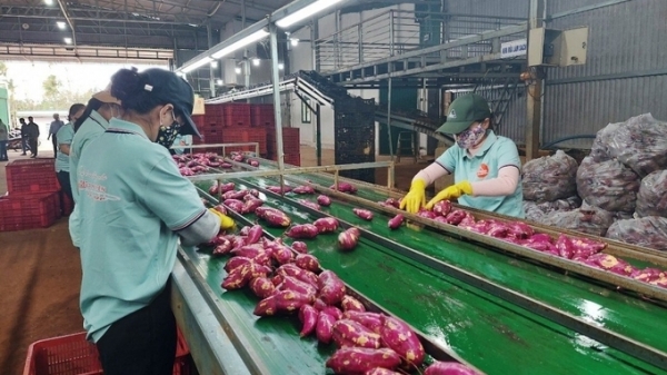70 vùng trồng, 13 cơ sở đóng gói khoai lang được phép xuất sang Trung Quốc