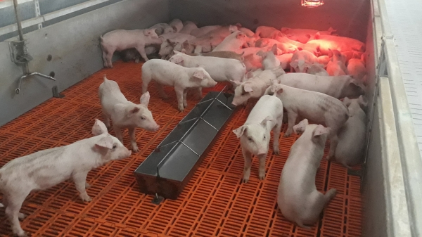 An toàn sinh học là giải pháp sống còn với người nuôi lợn