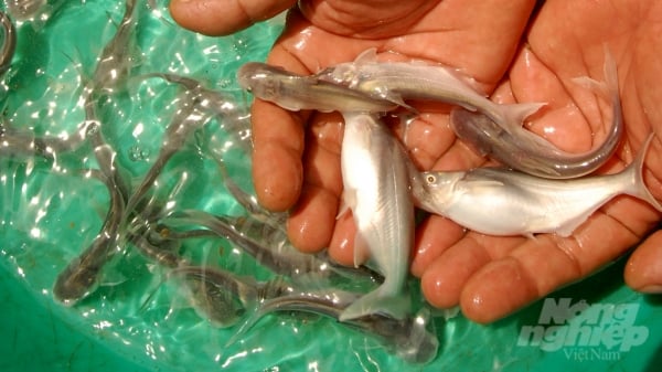 Mỗi năm An Giang 'ra lò' 12 tỷ cá tra bột