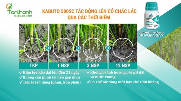 Ra mắt thuốc trừ cỏ 'Kabuto 500SC - Đặc trị chác lác đến từ Nhật Bản'