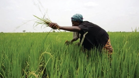 Nigeria: Mục tiêu sản xuất 34 triệu tấn gạo/năm và hợp tác với Việt Nam
