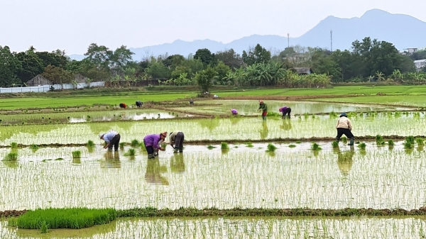 Nông dân xứ Tuyên nô nức xuống đồng cấy lúa xuân