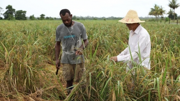 Trung Quốc xuất khẩu công nghệ lúa gạo sang quốc đảo ở Thái Bình Dương