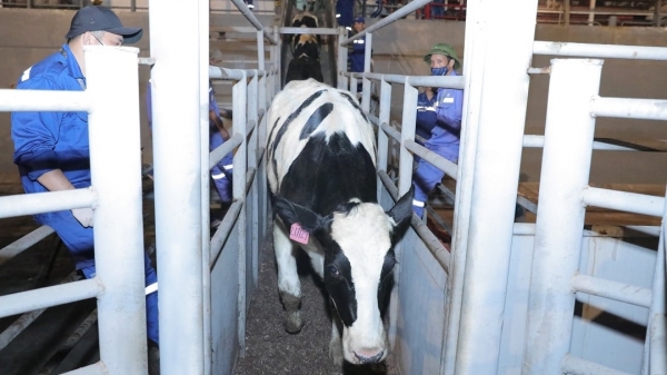 Tập đoàn TH nhập khẩu 2.009 bò sữa cao sản thuần chủng từ Mỹ về trang trại Thanh Hóa