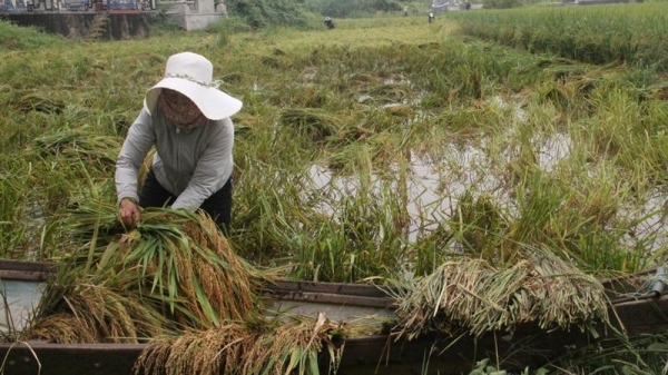 Thừa Thiên - Huế: Khẩn trương xuống đồng gặt lúa đổ sau mưa