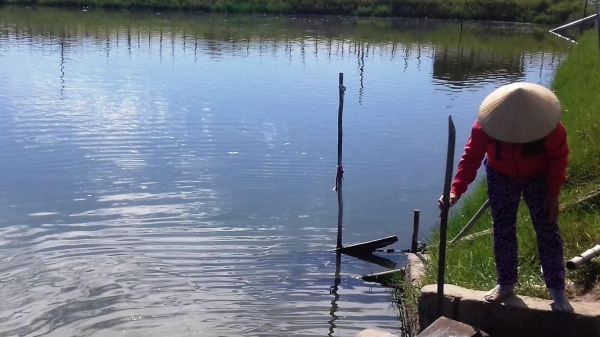 Thừa Thiên - Huế: Xuất hiện tảo độc gây hại nuôi trồng thủy sản