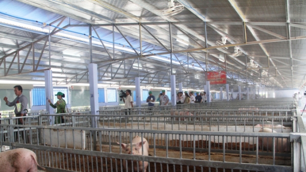 Chăn nuôi an toàn sinh học 4F công nghệ cao ở Huế