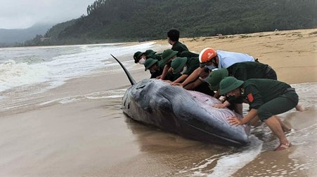 Cứu hộ thành công cá voi nặng 3 tấn bị mắc cạn