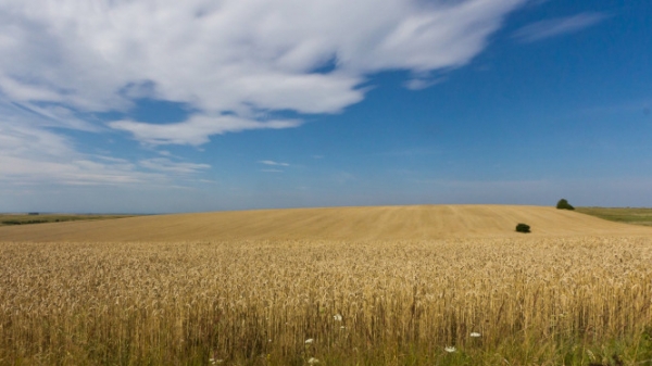 FAO và WFP hợp tác giúp Ukraine khôi phục sản xuất nông nghiệp