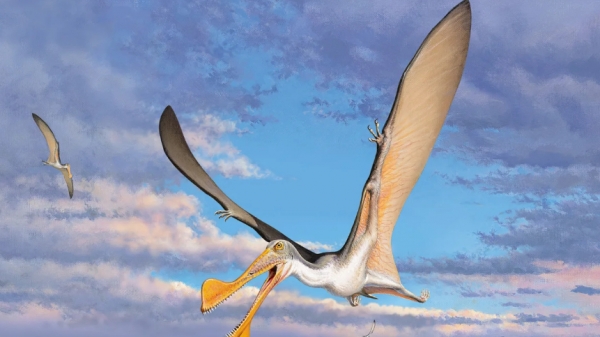Thằn lằn bay có mặt tại Úc 107 triệu năm trước