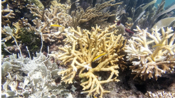 Nhiệt độ cao kỷ lục khiến các rạn san hô bị tẩy trắng thảm khốc